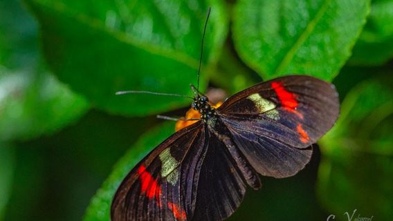 Butterfly Park Empuriabrava