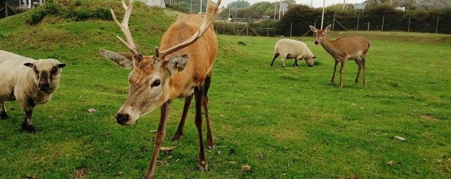Farmer Parrs Animal World