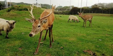 Farmer Parrs Animal World