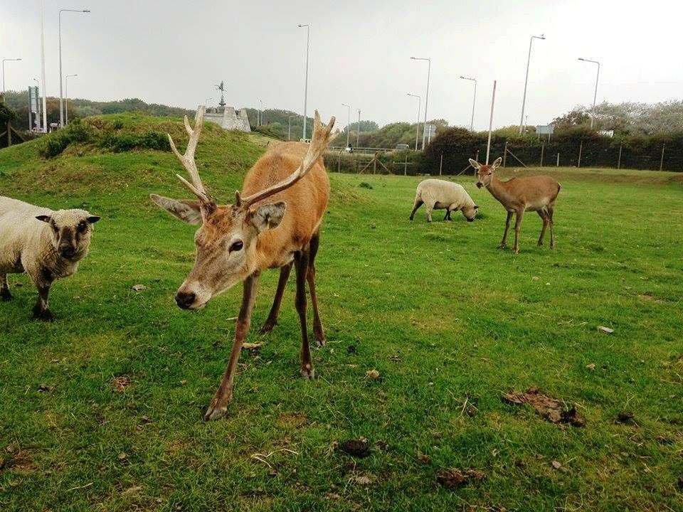 Farmer Parrs Animal World