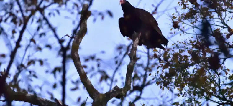 Hotels in Freestone County