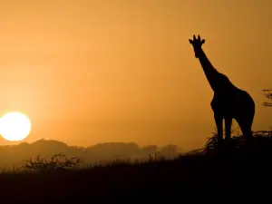 Lewa Wildlife Conservancy