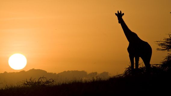 Lewa Wildlife Conservancy
