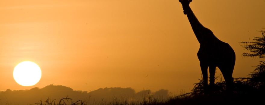 Lewa Wildlife Conservancy