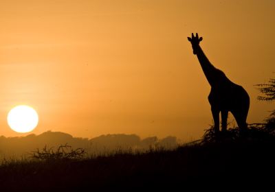 Lewa Wildlife Conservancy