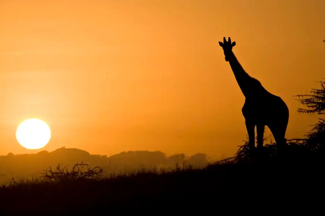 Hotels near Lewa Wildlife Conservancy