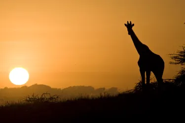 Lewa Wildlife Conservancy