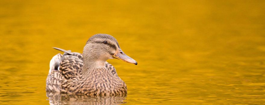 WWT Llanelli Wetland Centre