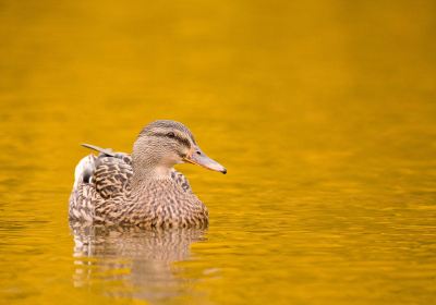 WWT Llanelli Wetland Centre