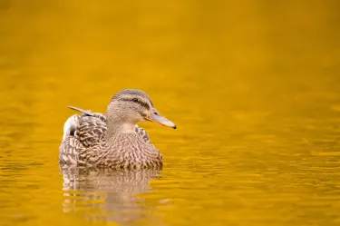 WWT Llanelli Wetland Centre
