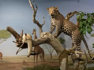 Las Vegas Natural History Museum