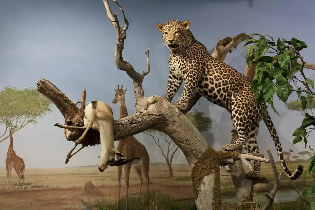 Hotels near Las Vegas Natural History Museum