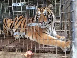 EARS Endangered Animal Rescue Sanctuary