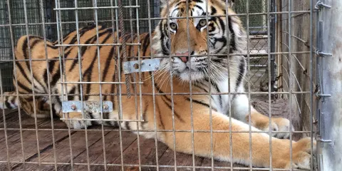 Endangered Animal Rescue Sanctuary