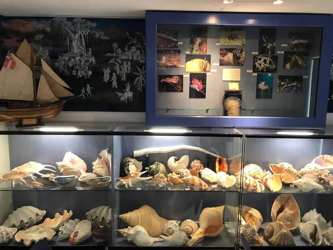 Hotels near Seashell Museum