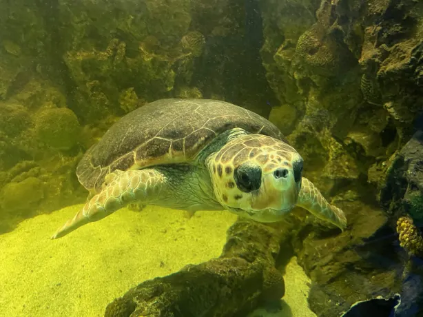 Ocean Aquarium