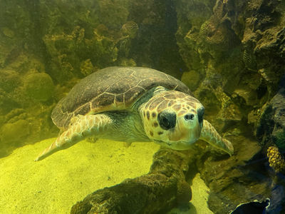 Ocean Aquarium