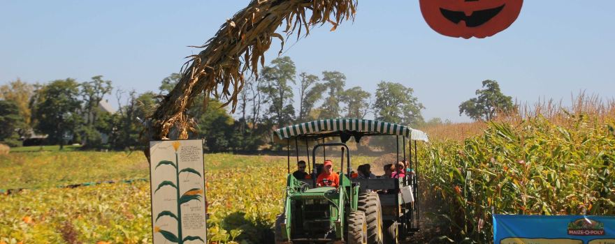 Stokoe Farms