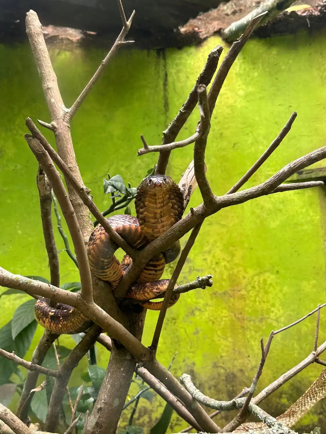 Hotels near Reptile village in Entebbe