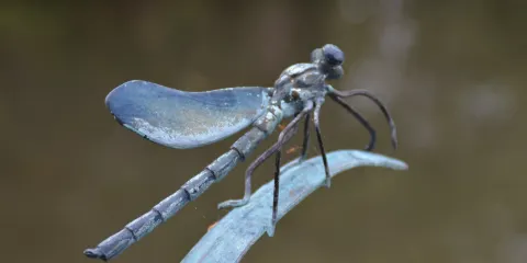 Le Jardin des Sources