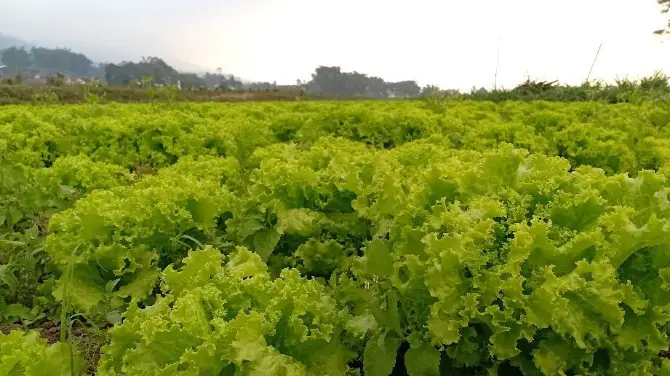 5_Kusuma Agro Wisata