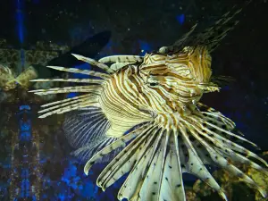 Nautiland Schauaquarium