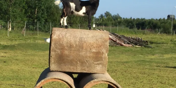 BjorkagArd smAdjurstallet