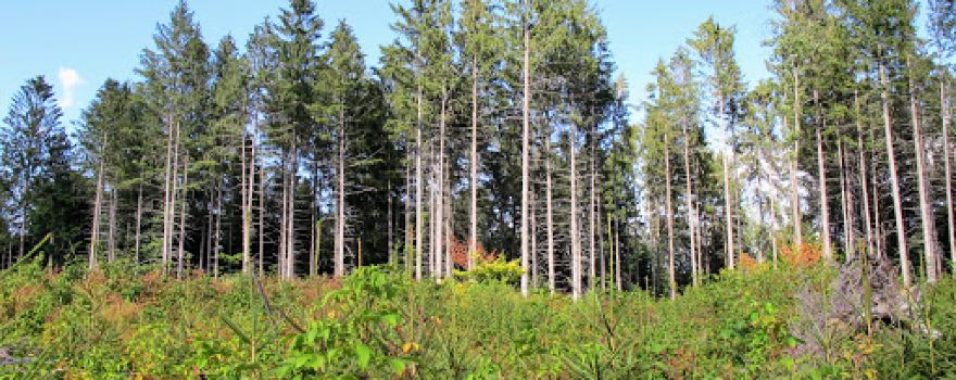 Beaver Meadow State Forest