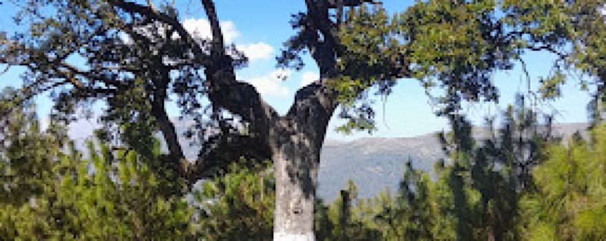 Arbol Solitario