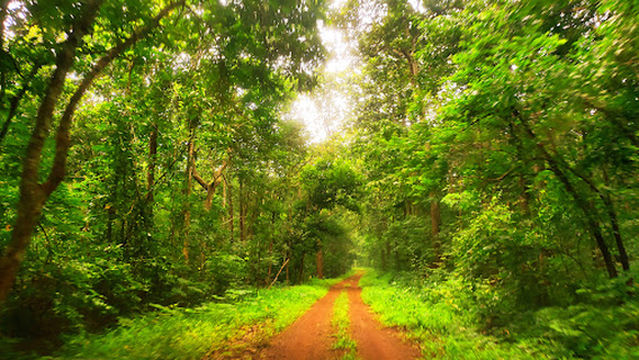 SIMILIPAL TIGER RESERVE RANGE OFFICE