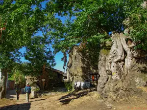 Castaño Centenario