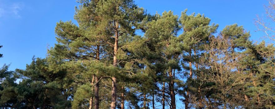 Knettishall Heath Natur Reserve ,SSSI and GSI Nature Reserve