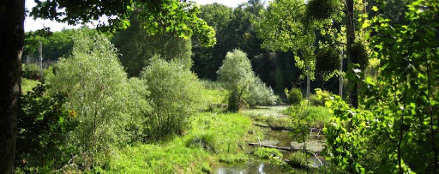 Réserve Naturelle Nationale des vallées de la Grand Pierre et de Vitain