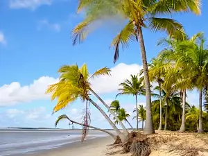 Beach Grauca