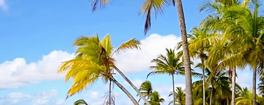 Beach Grauca