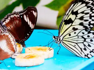 Insect Museum and Butterfly Farm Steinhude