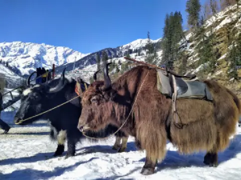 Manali Snow Point