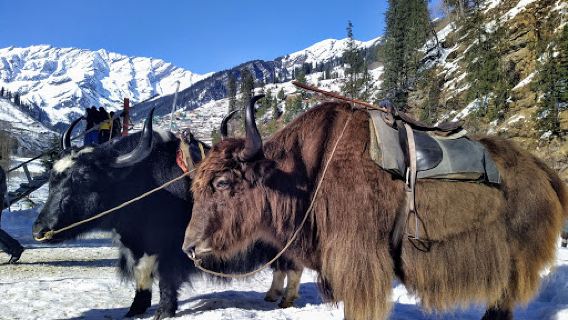 Manali Snow Point