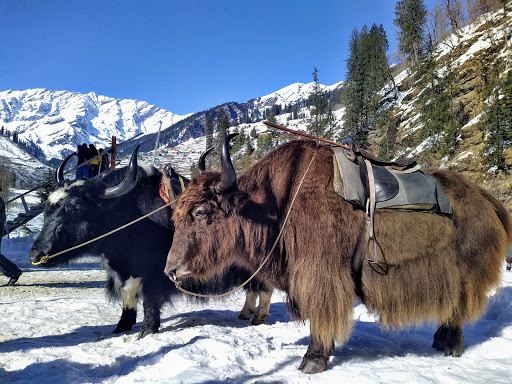 Manali Snow Point