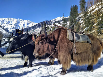 Manali Snow Point
