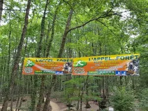 Call Tree Forest Adventure Course Dordogne