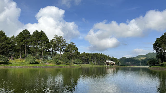 Đồi thông Bản Áng