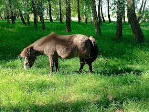 Zapovidnyk Oleniv