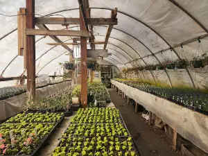 Handy Andy's Nursery