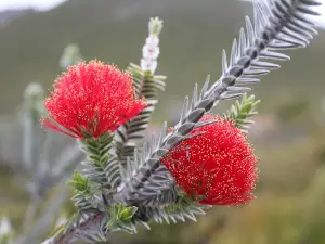 Ravensthorpe Wildflower Show and Herbarium