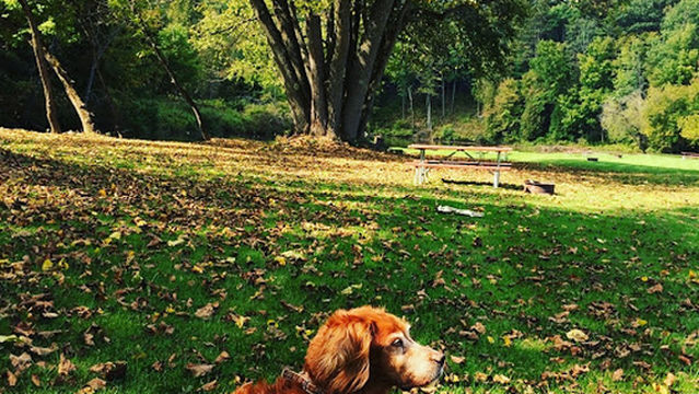 Pine Ridge Park Campsite