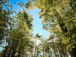 Lone Oak Campsites