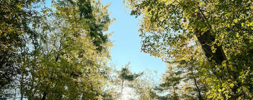 Lone Oak Campsites
