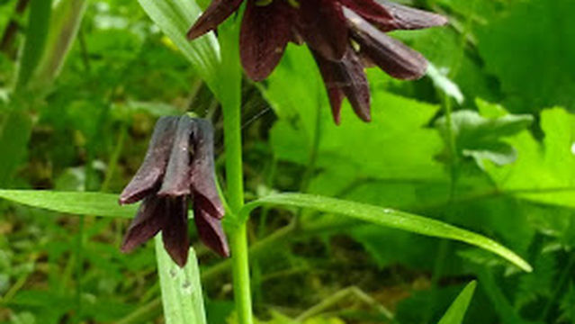 Bartlett Cove Campground