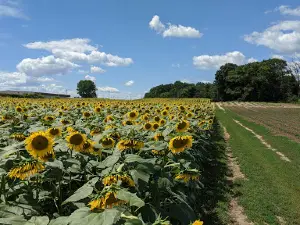 Jolivette Family Farms